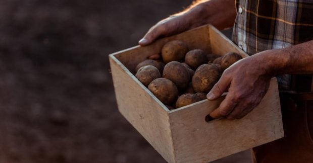 Сколько стоит 1 кг картошки в Украине