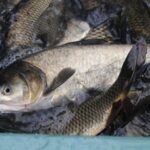 Какую рыбу выращивают в Украине