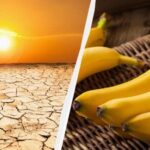 из-за изменений климата бананы могут исчезнуть уже к 2080 году — УНИАН