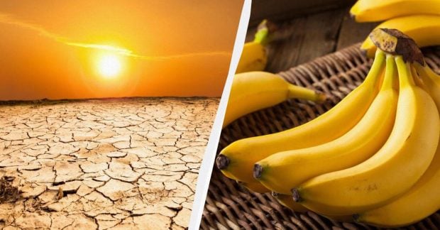 из-за изменений климата бананы могут исчезнуть уже к 2080 году — УНИАН
