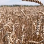 Урожай в Украине — министр сельского хозяйства рассказал о возможных потерях — УНИАН