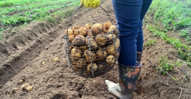 Цены на картофель в Украине