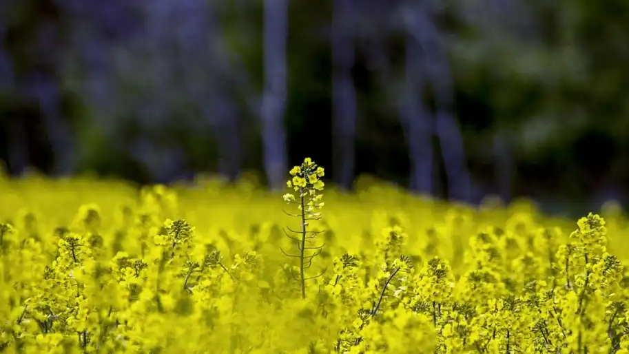 Переробники тягнуть через Раду 10% мита на експорт сої та ріпаку, бо не готові платити конкурентну ціну — ВАР