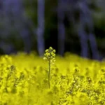 Підірве довіру інвесторів і завдасть шкоди малим виробникам — експерти пояснили, чим обернеться заборона на експорт ріпаку та сої