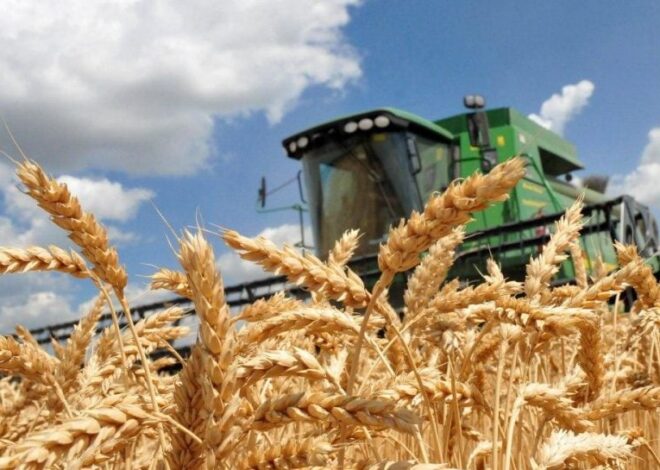 Украина будет поставлять еду в «горячие точки» Африки: аграрии раскрыли подробности