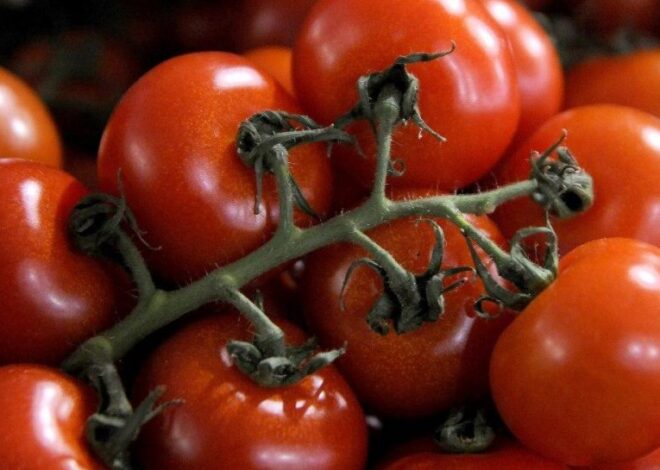 Помидоры дешевеют – сколько стоит 1 кг помидоров в Украине сегодня