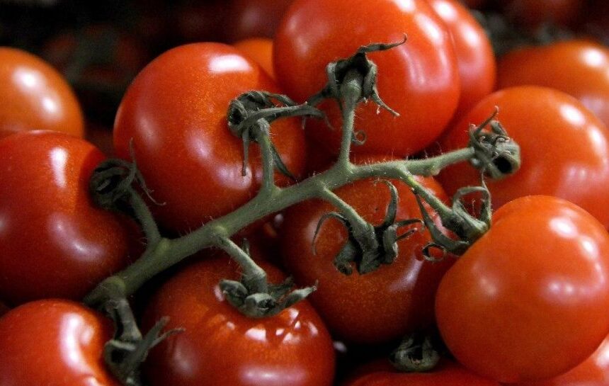 Помидоры дешевеют – сколько стоит 1 кг помидоров в Украине сегодня