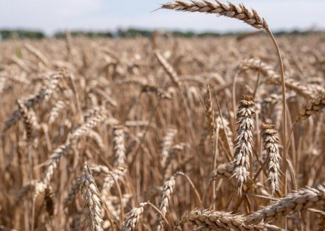 Война в Иране – мир на грани продовольственной катастрофы