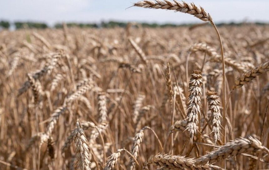 Война в Иране – мир на грани продовольственной катастрофы