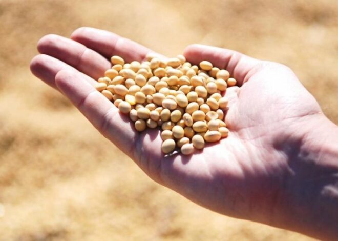 Ближний Восток – война в Иране угрожает продовольственной безопасности