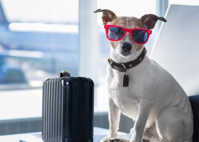 Крупная европейская авиакомпания впервые разрешила брать собак в салон самолета