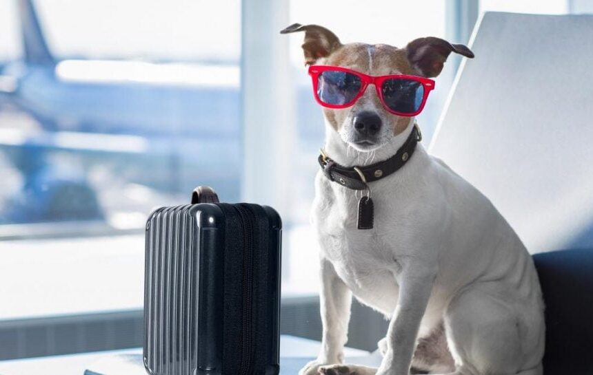 Крупная европейская авиакомпания впервые разрешила брать собак в салон самолета