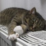 Отопление в Киеве – нардеп предупредил, что следующая зима будет еще тяжелее