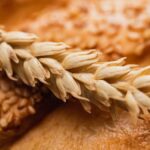 Украинское зерно — Египет не будет закупать зерно с оккупированных Россией территорий