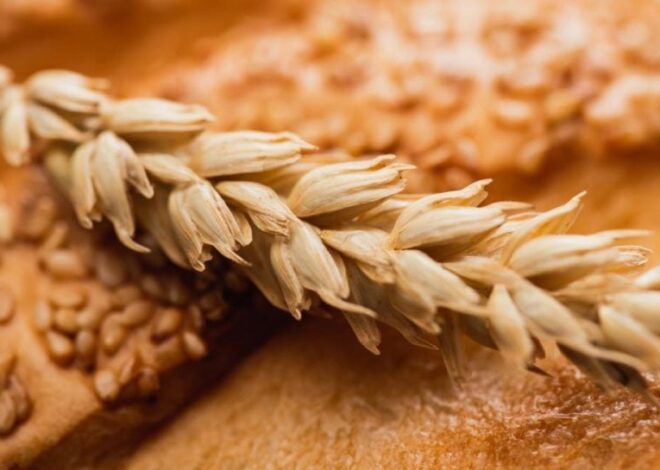 Украинское зерно — Египет не будет закупать зерно с оккупированных Россией территорий