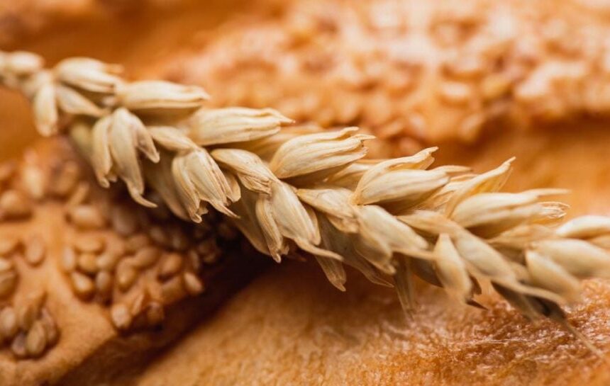 Украинское зерно — Египет не будет закупать зерно с оккупированных Россией территорий