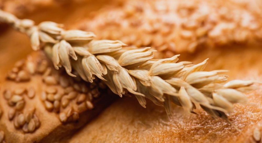 Украинское зерно — Египет не будет закупать зерно с оккупированных Россией территорий