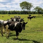 Ящур – в России вспыхнула эпидемия среди животных