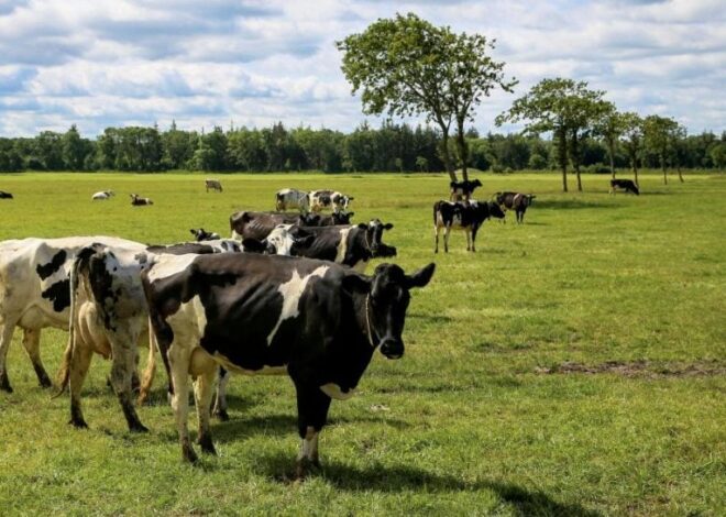 Ящур – в России вспыхнула эпидемия среди животных