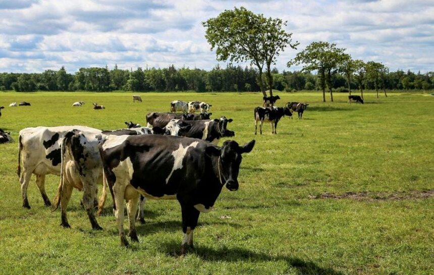 Ящур – в России вспыхнула эпидемия среди животных