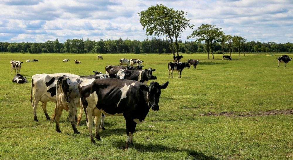 Ящур – в России вспыхнула эпидемия среди животных