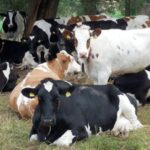 Ящур SAT1 – новый штамм опасной и заразной болезни обнаружен в Китае