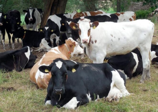 Ящур SAT1 – новый штамм опасной и заразной болезни обнаружен в Китае