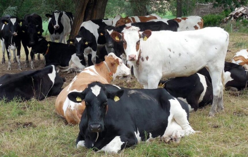 Ящур SAT1 – новый штамм опасной и заразной болезни обнаружен в Китае