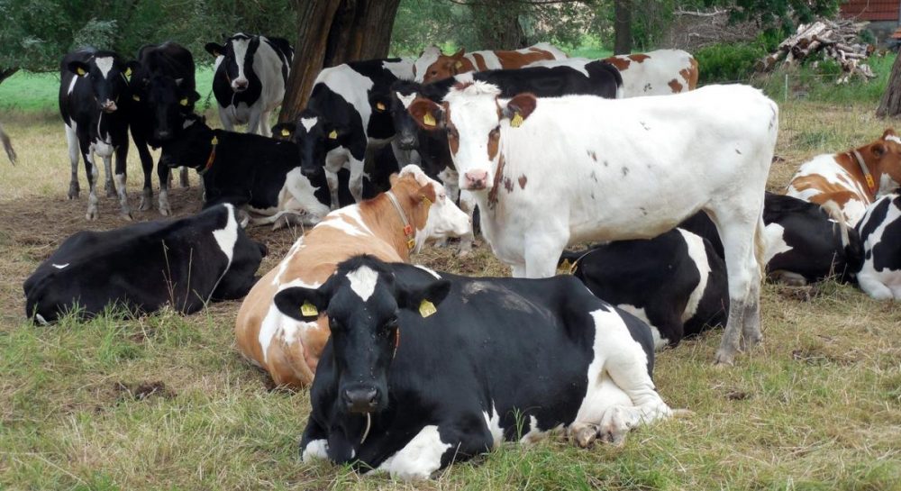 Ящур SAT1 – новый штамм опасной и заразной болезни обнаружен в Китае