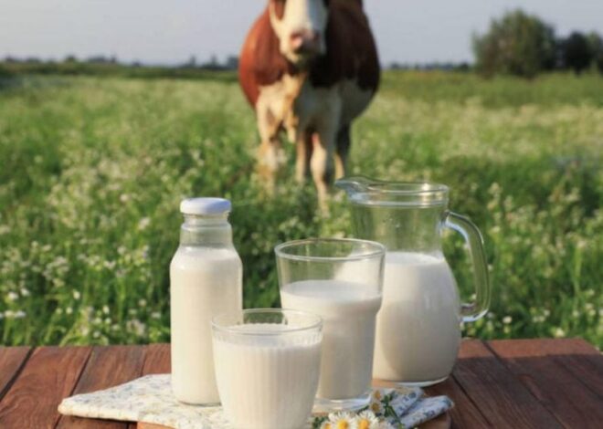 Молочные фермы в Украине – массовое закрытие и прогноз эксперта на 2026 год