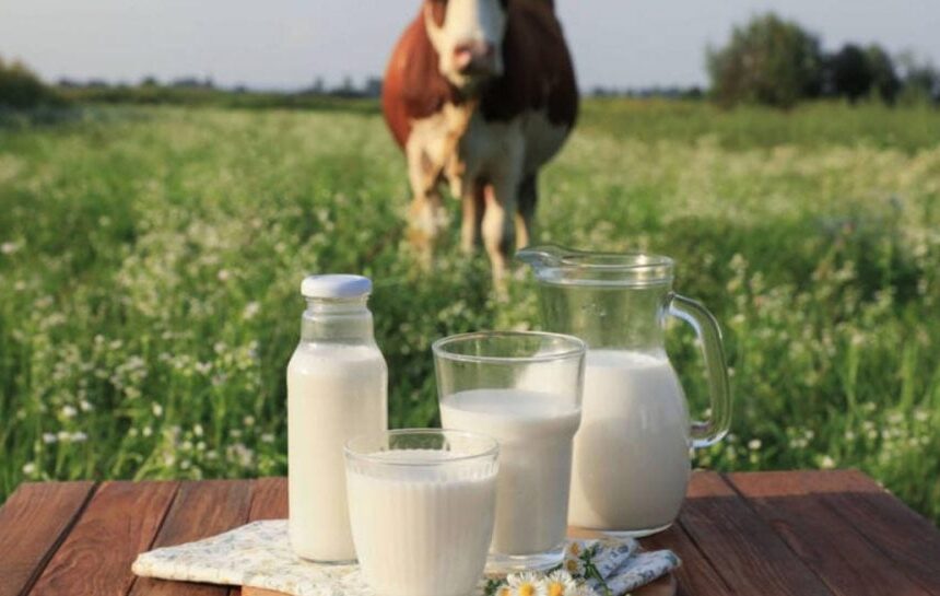 Молочные фермы в Украине – массовое закрытие и прогноз эксперта на 2026 год