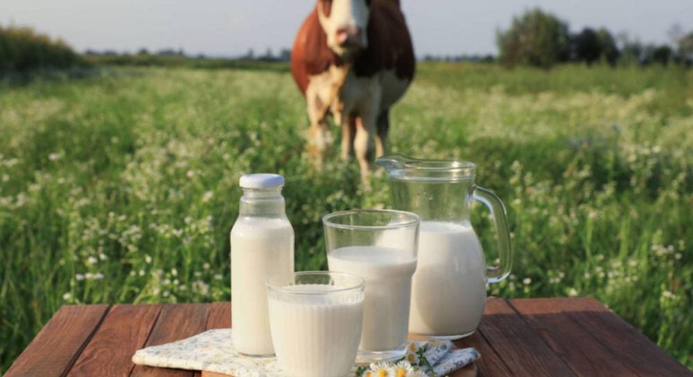 Молочные фермы в Украине – массовое закрытие и прогноз эксперта на 2026 год