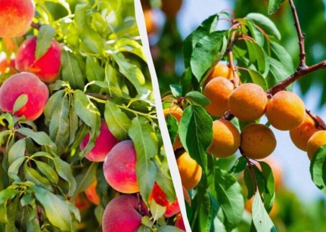 Украине грозит дефицит абрикосов и персиков, цены вырастут почти вдвое, – эксперт