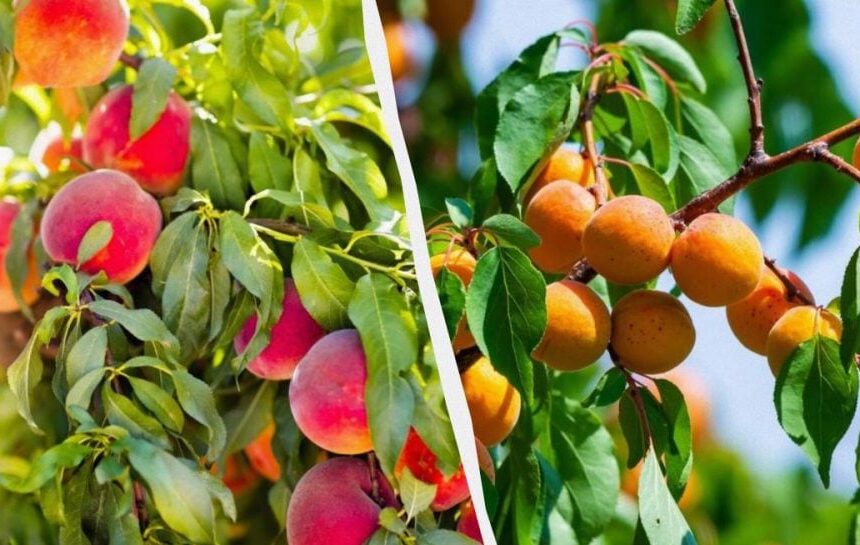 Украине грозит дефицит абрикосов и персиков, цены вырастут почти вдвое, – эксперт