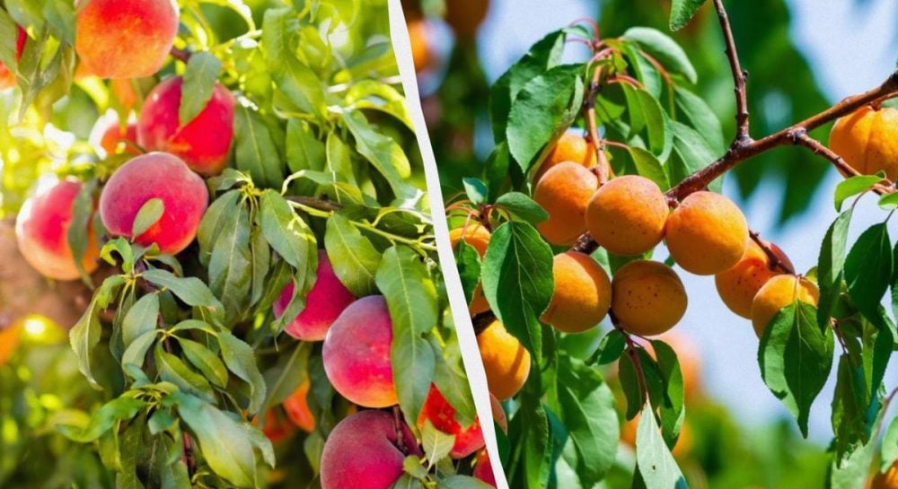 Украине грозит дефицит абрикосов и персиков, цены вырастут почти вдвое, – эксперт