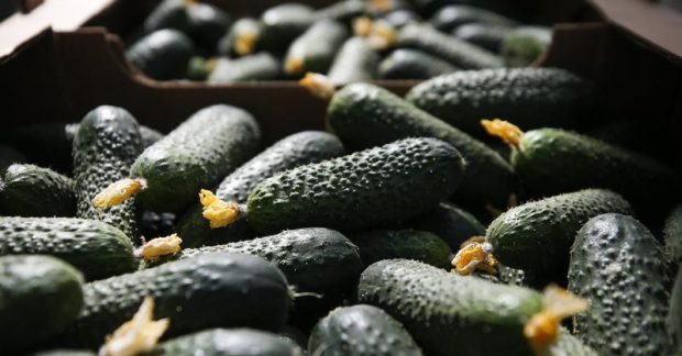 В Украине рухнули цены на огурцы: сколько стоит килограмм
