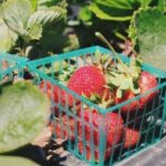 Цены на клубнику — эксперт сделал прогноз, сколько она будет стоить