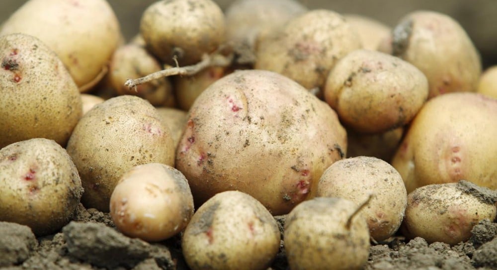 Цены на овощи в Украине – Сколько стоит молодой картофель сегодня