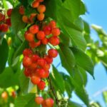 Импортная черешня стоит несколько тысяч за килограмм: когда в продаже появится украинская