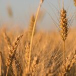 Три страны ЕС продолжают блокировать импорт сельскохозяйственной продукции из Украины, — СМИ