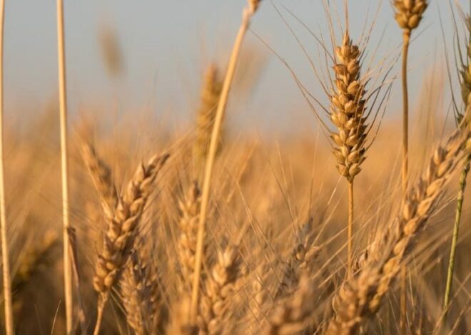 Три страны ЕС продолжают блокировать импорт сельскохозяйственной продукции из Украины, — СМИ