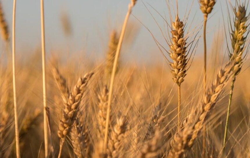 Три страны ЕС продолжают блокировать импорт сельскохозяйственной продукции из Украины, — СМИ