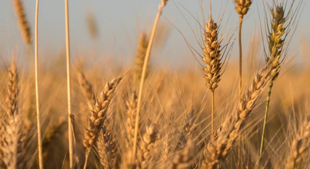 Три страны ЕС продолжают блокировать импорт сельскохозяйственной продукции из Украины, — СМИ
