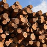 Убытки на 43,4 млн: «Сумиоблагролес» продавал древесину предприятиям главы облсовета вдвое дешевле,
