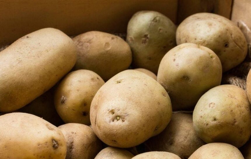 Цены на картофель резко упали – сколько стоит картофель сегодня