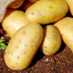 Цены на картофель нового урожая снижаются