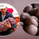 Картофель на зиму – когда покупать и какие сорта лучше всего хранятся