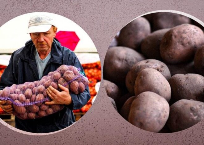 Картофель на зиму – когда покупать и какие сорта лучше всего хранятся
