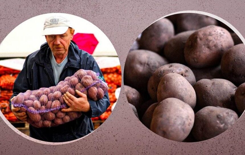 Картофель на зиму – когда покупать и какие сорта лучше всего хранятся