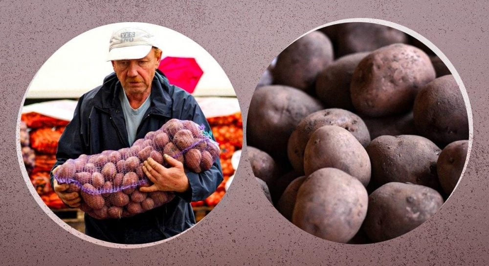 Картофель на зиму – когда покупать и какие сорта лучше всего хранятся